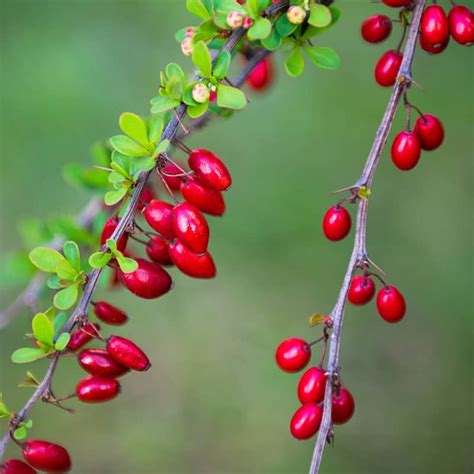 berbery|are berberis berries poisonous.